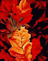 autumn_a.gif (524467 bytes)