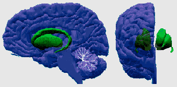 basal-1.gif (487583 bytes)