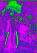 mamm-1.jpg (5668 bytes)