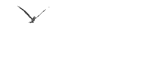 bird.gif (21561 bytes)